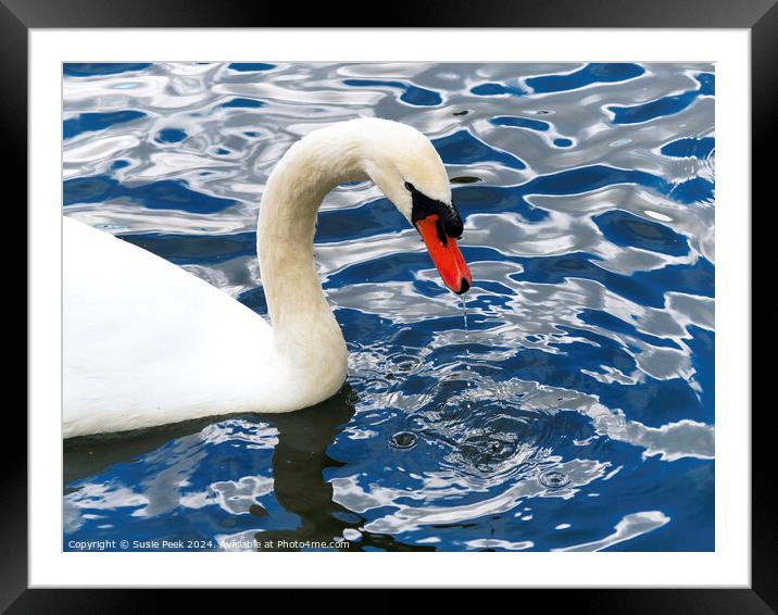 White Mute Swan on Rippling Blue Water Framed Mounted Print by Susie Peek