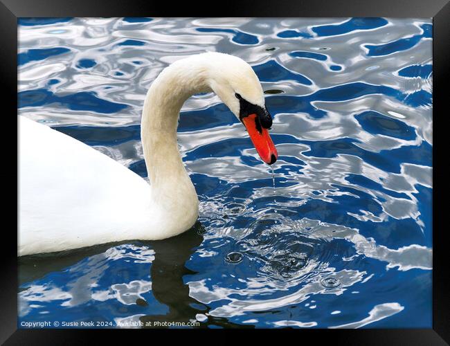 White Mute Swan on Rippling Blue Water Framed Print by Susie Peek