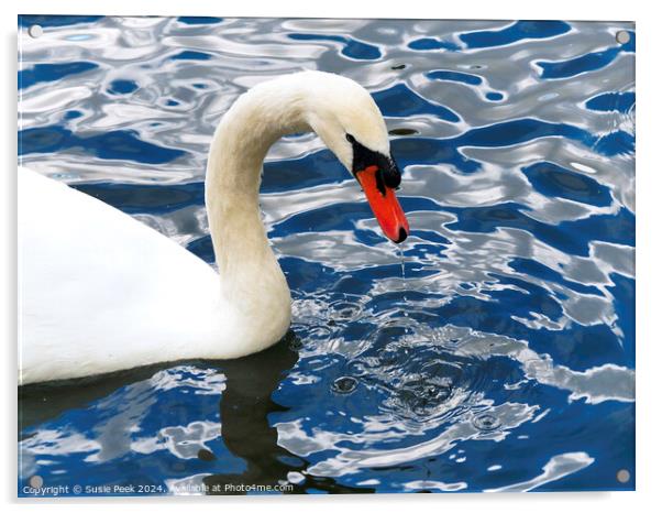 White Mute Swan on Rippling Blue Water Acrylic by Susie Peek