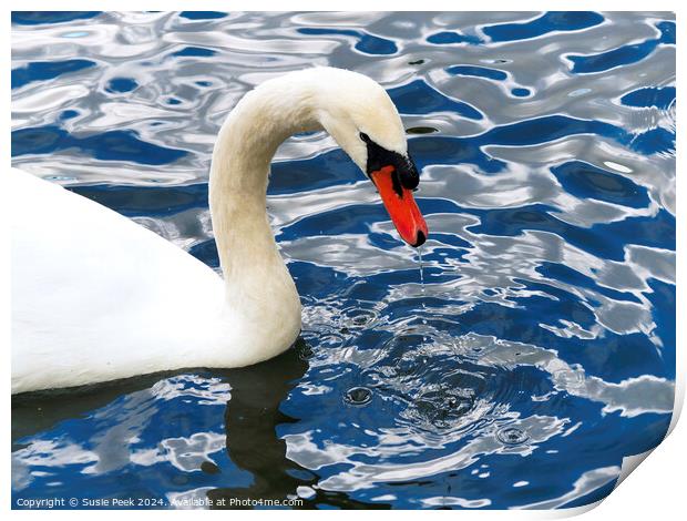 White Mute Swan on Rippling Blue Water Print by Susie Peek