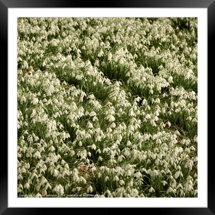 A few Snowdrops Framed Mounted Print by Simon Johnson