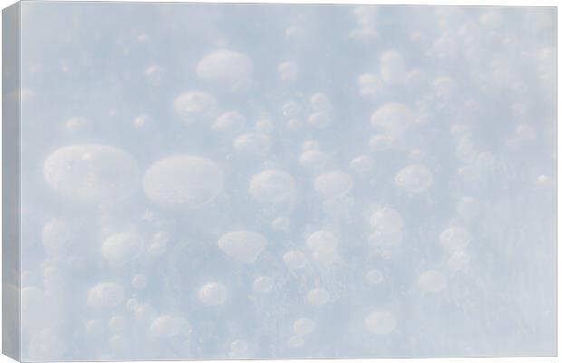 Ice Bubbles Canvas Print by Alex Fukuda