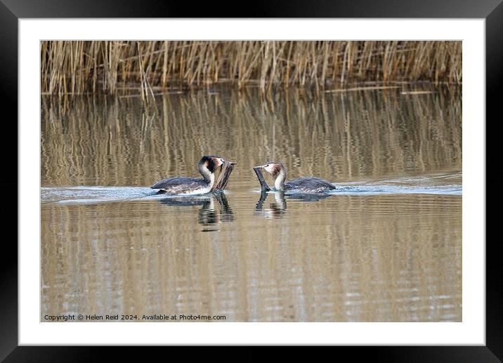 Great Crested Grebes weed dance  Framed Mounted Print by Helen Reid