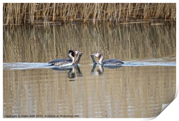 Great Crested Grebes weed dance  Print by Helen Reid