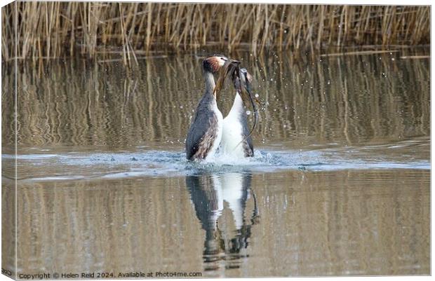 A pair of great crested Grebes performing a weed dance swimming in water Canvas Print by Helen Reid