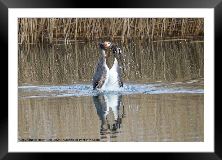 A pair of great crested Grebes performing a weed dance swimming in water Framed Mounted Print by Helen Reid