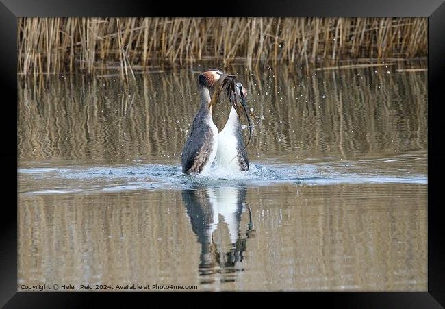 A pair of great crested Grebes performing a weed dance swimming in water Framed Print by Helen Reid