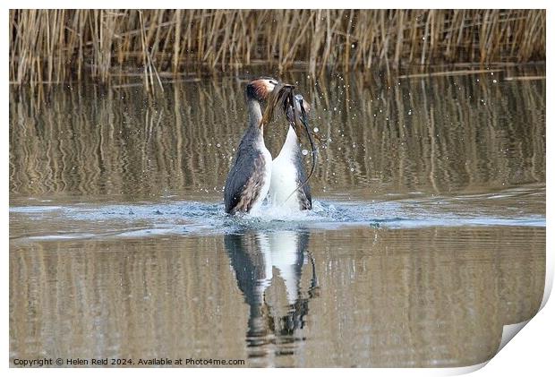 A pair of great crested Grebes performing a weed dance swimming in water Print by Helen Reid