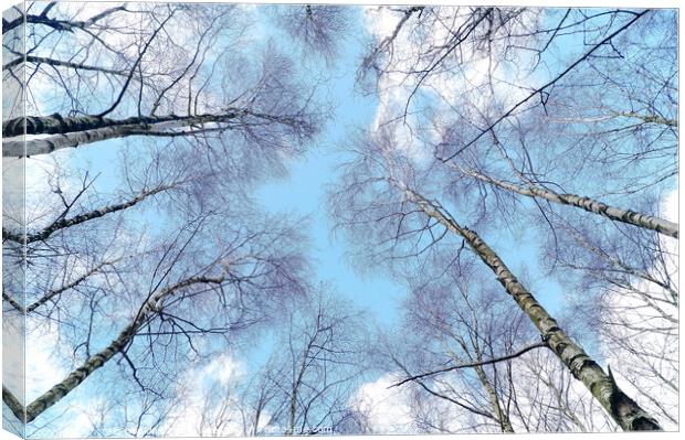 Blue sky trees Canvas Print by craig hopkins