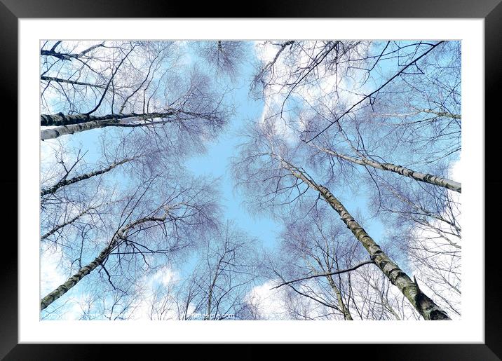 Blue sky trees Framed Mounted Print by craig hopkins