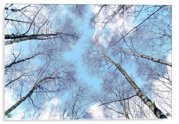 Blue sky trees Acrylic by craig hopkins