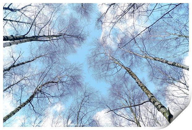 Blue sky trees Print by craig hopkins