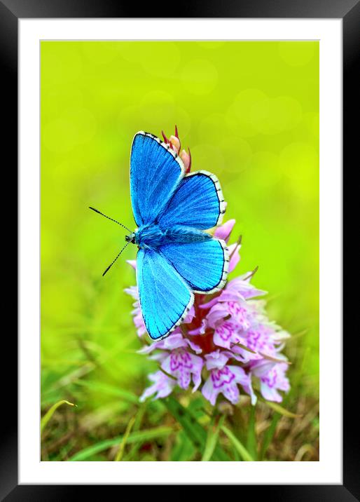 Adonis on Orchid Framed Mounted Print by JC studios LRPS ARPS