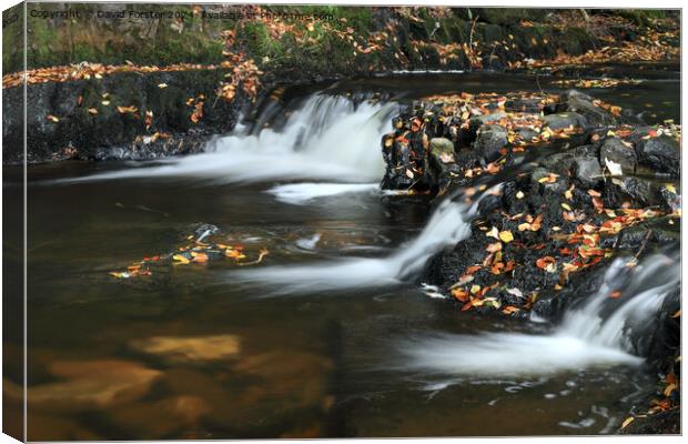 Autumn Stream, Teesdale, County Durham Canvas Print by David Forster