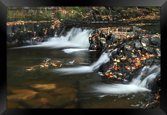 Autumn Stream, Teesdale, County Durham Framed Print by David Forster