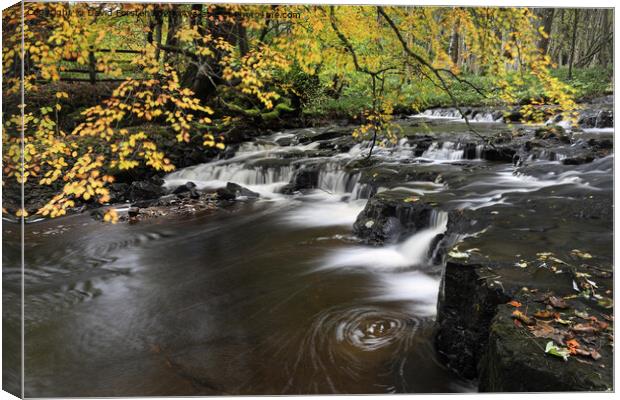 Autumn Colours, Bowlees, Teesdale, County Canvas Print by David Forster