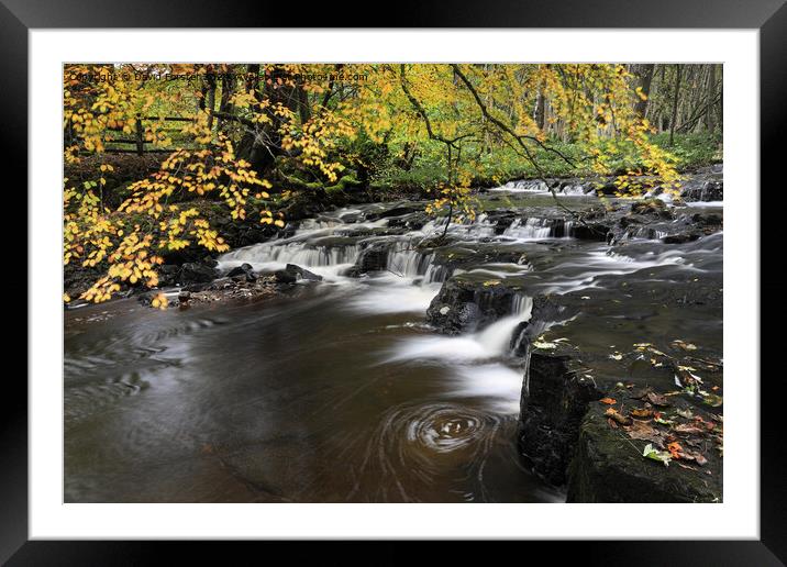 Autumn Colours, Bowlees, Teesdale, County Framed Mounted Print by David Forster