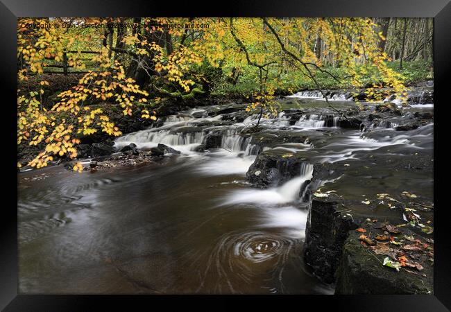 Autumn Colours, Bowlees, Teesdale, County Framed Print by David Forster