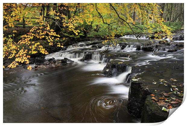 Autumn Colours, Bowlees, Teesdale, County Print by David Forster