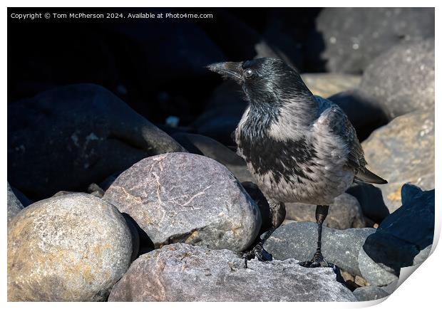 Hooded Crow Print by Tom McPherson