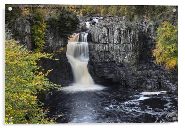 High Force Waterfall in Autumn, Teesdale, County,  Acrylic by David Forster
