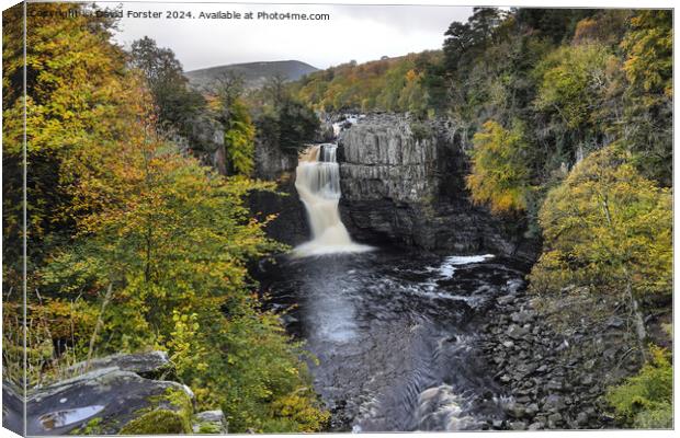 High Force Waterfall in Autumn, Teesdale, County, Durham, UK. Canvas Print by David Forster