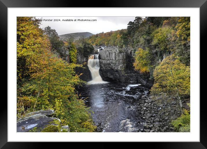 High Force Waterfall in Autumn, Teesdale, County, Durham, UK. Framed Mounted Print by David Forster