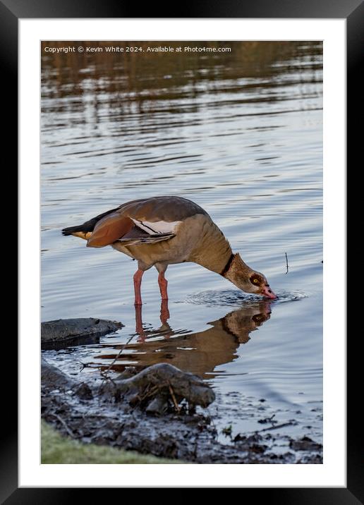 Egyptian goose in shallow water Framed Mounted Print by Kevin White