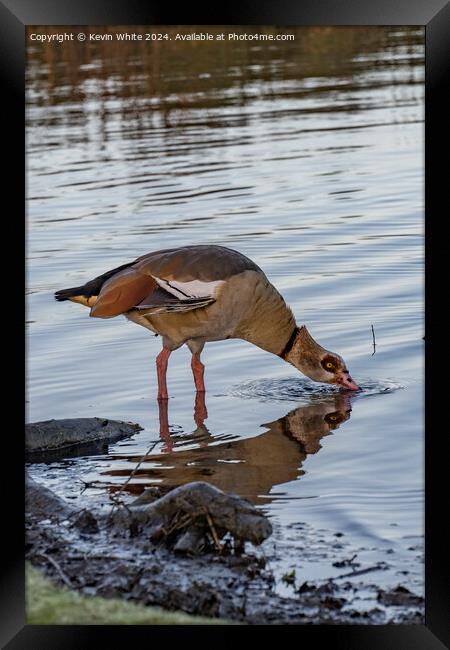 Egyptian goose in shallow water Framed Print by Kevin White