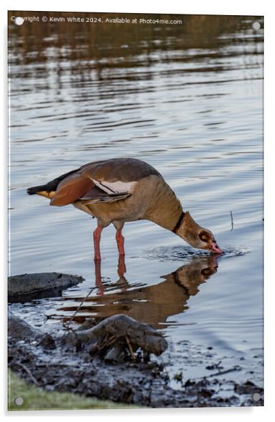 Egyptian goose in shallow water Acrylic by Kevin White
