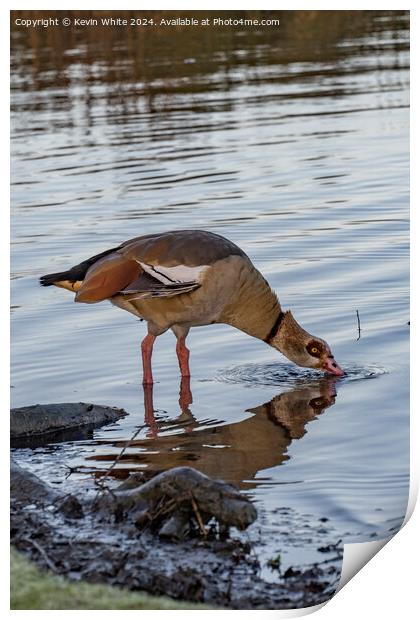 Egyptian goose in shallow water Print by Kevin White