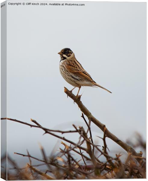 Reed Bunting Canvas Print by Cliff Kinch