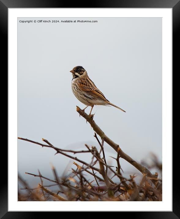 Reed Bunting Framed Mounted Print by Cliff Kinch