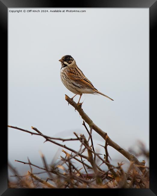 Reed Bunting Framed Print by Cliff Kinch