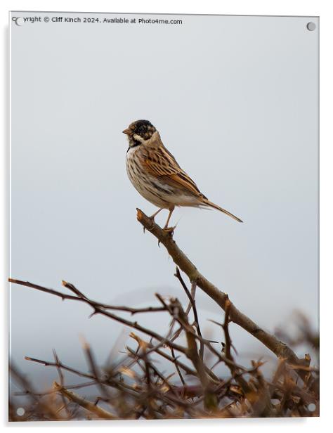 Reed Bunting Acrylic by Cliff Kinch