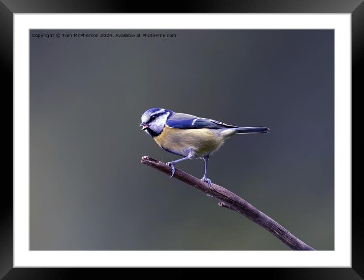 The Eurasian blue tit  Framed Mounted Print by Tom McPherson