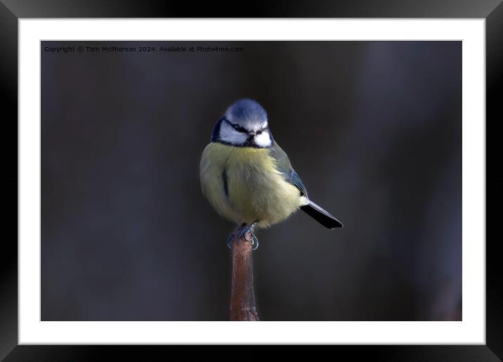 The Eurasian blue tit  Framed Mounted Print by Tom McPherson