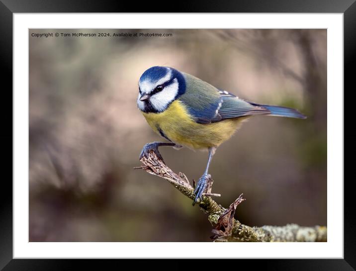 The Eurasian blue tit  Framed Mounted Print by Tom McPherson