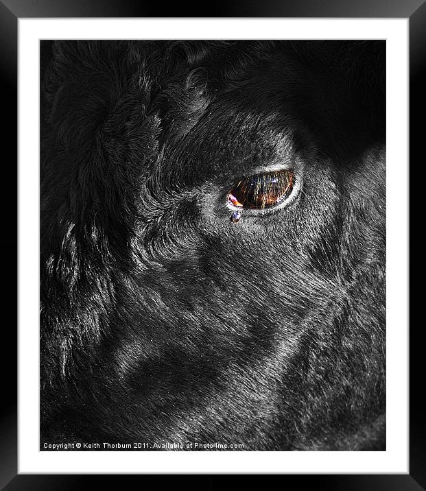 Head of a Black Bull Framed Mounted Print by Keith Thorburn EFIAP/b