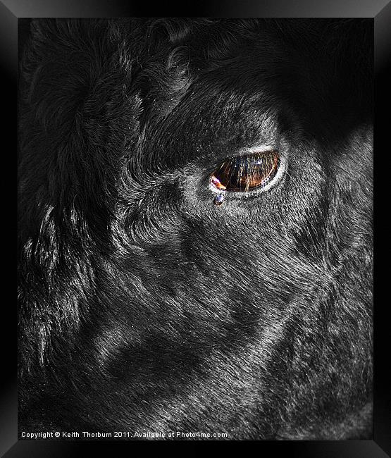 Head of a Black Bull Framed Print by Keith Thorburn EFIAP/b