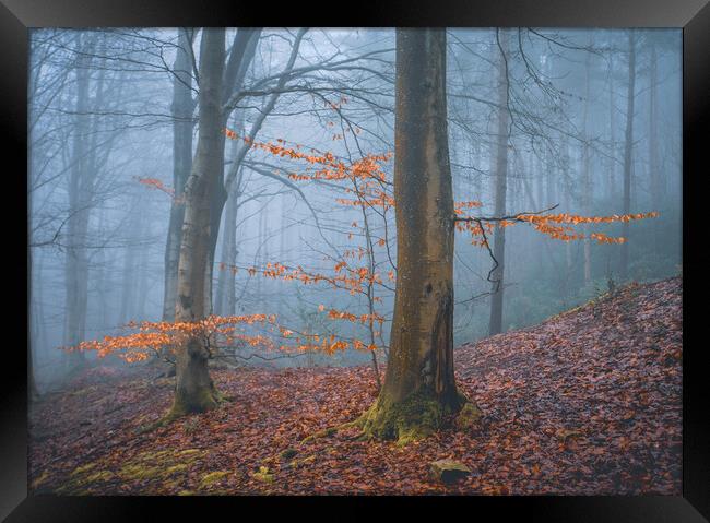 Woodland Misty Scene Framed Print by Tim Gamble