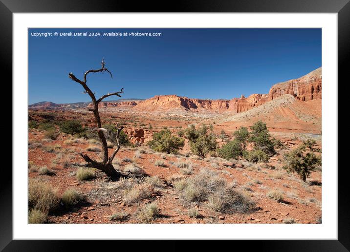 A Lone Tree at Capitol Reef, Utah Framed Mounted Print by Derek Daniel