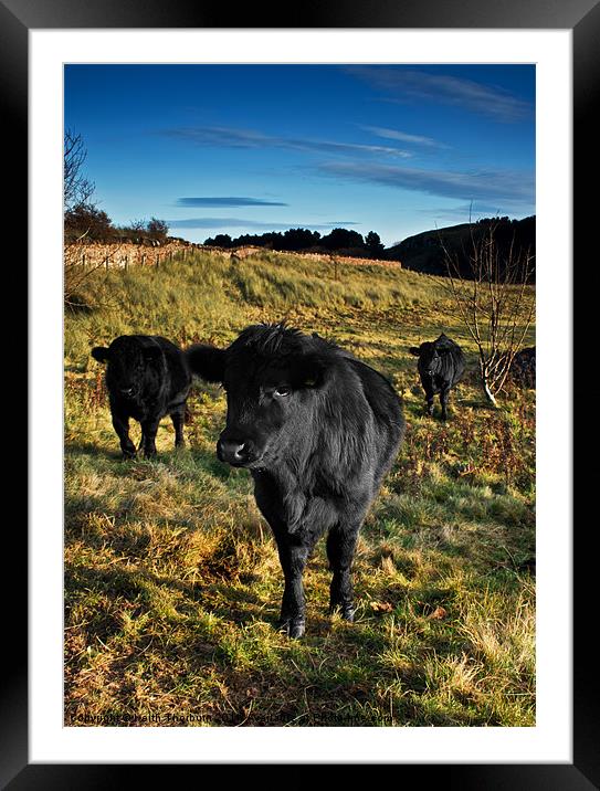 Three Black Bulls Framed Mounted Print by Keith Thorburn EFIAP/b