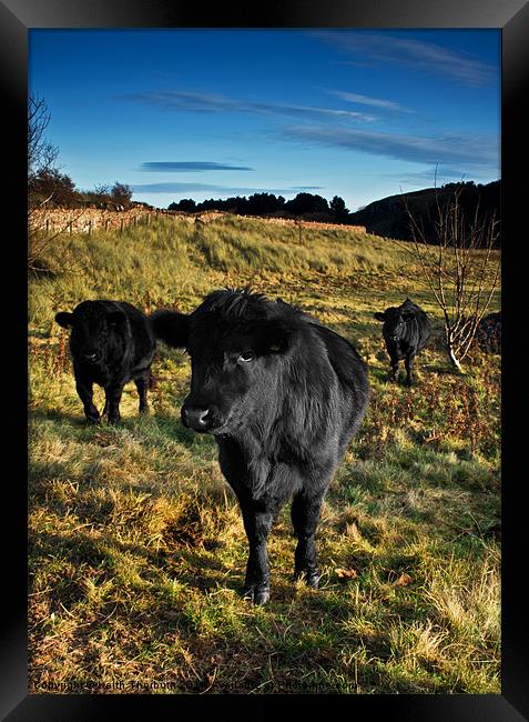 Three Black Bulls Framed Print by Keith Thorburn EFIAP/b