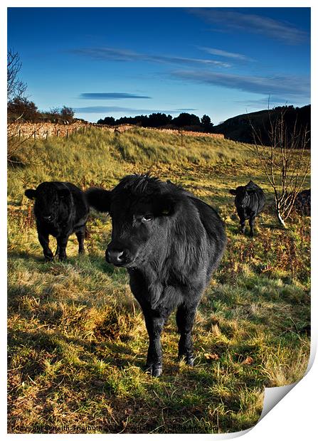 Three Black Bulls Print by Keith Thorburn EFIAP/b