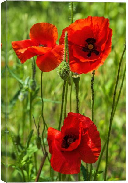 Red Poppy Blooming Flowers Canvas Print by Artur Bogacki