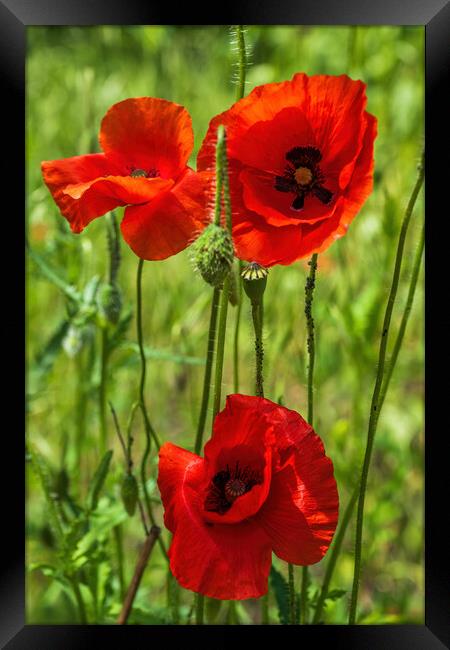 Red Poppy Blooming Flowers Framed Print by Artur Bogacki