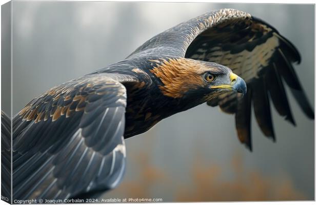 A dark gray and fine-feathered golden eagle, a large bird of prey, gracefully flying through the air. Canvas Print by Joaquin Corbalan