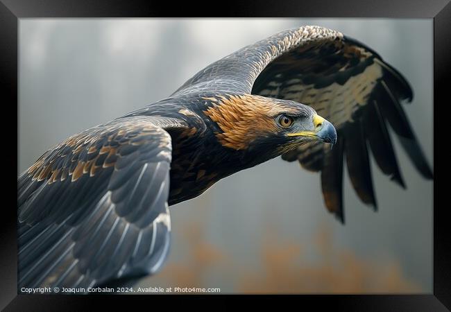 A dark gray and fine-feathered golden eagle, a large bird of prey, gracefully flying through the air. Framed Print by Joaquin Corbalan