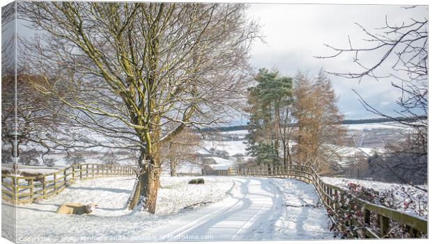 Sheeps rest Canvas Print by philip kennedy